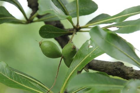 小叶榄仁树风水|【紫荆物语】小叶榄仁：谦谦君子 卑以自牧